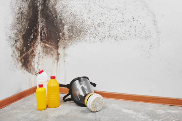 Best Crawl Space Mold Removal  in Shortsville, NY