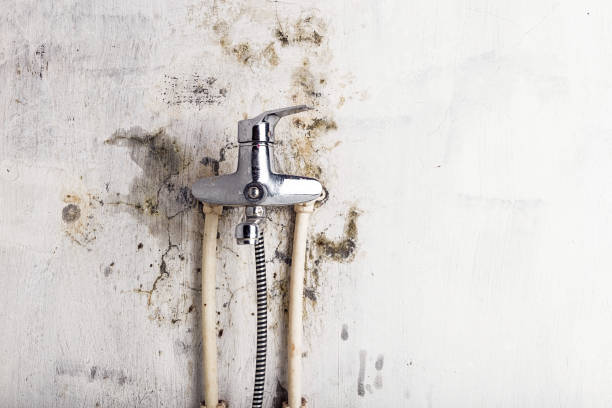 Best Mold Testing  in Shortsville, NY