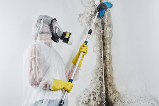 Professional Mold Removal in Shortsville, NY