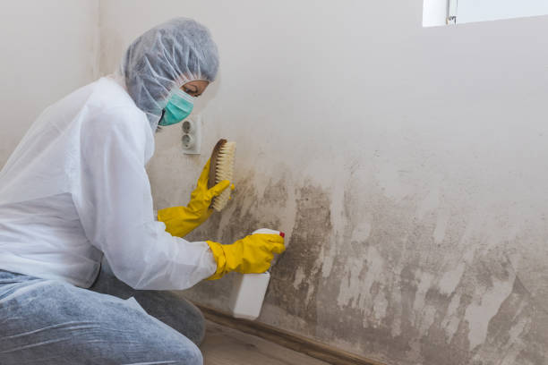 Best Mold Removal Company Near Me  in Shortsville, NY