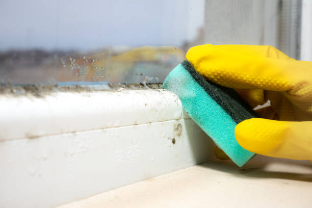 Mold Removal and Inspection in Shortsville, NY