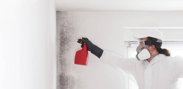 Best Mold Remediation Services  in Shortsville, NY
