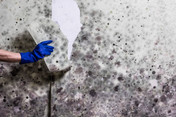 Best Professional Mold Removal  in Shortsville, NY