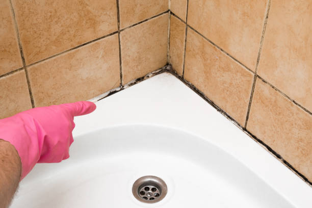 Best Mold Cleaning Services  in Shortsville, NY